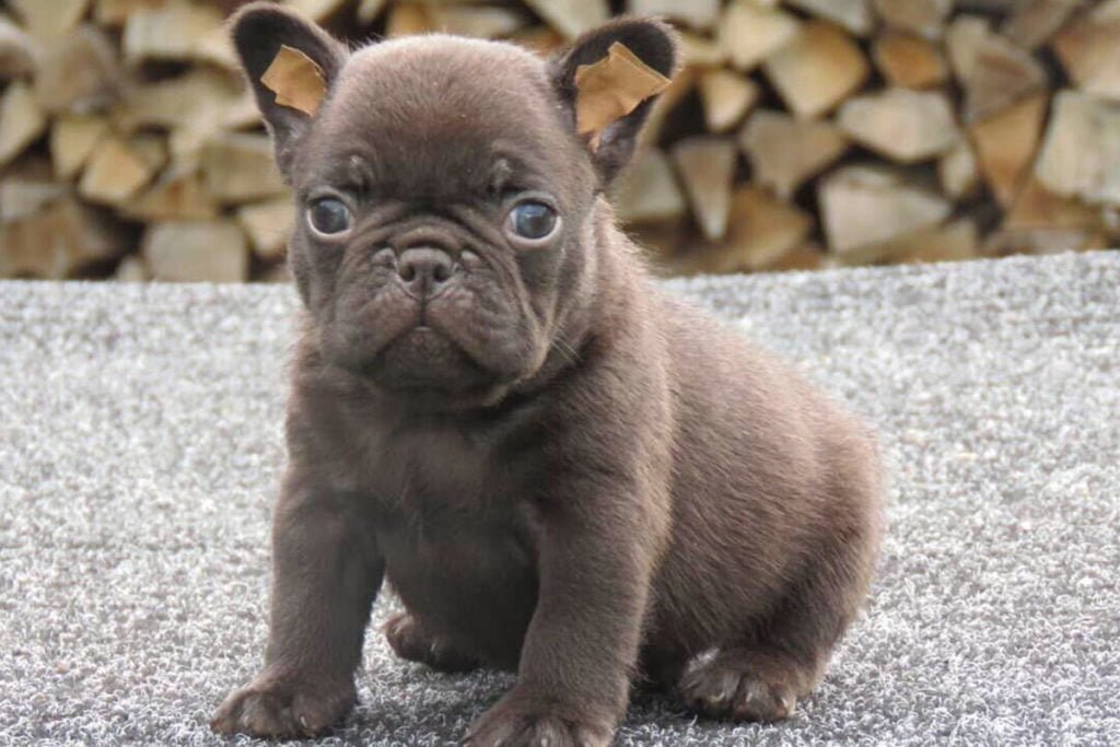 Chocolate_Frenchie_TomKings_Puppies