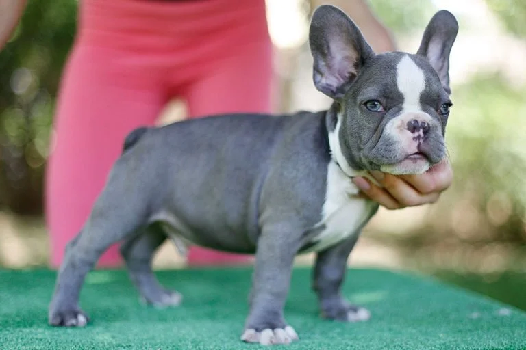 Lilac French bulldog - TomKings Puppies