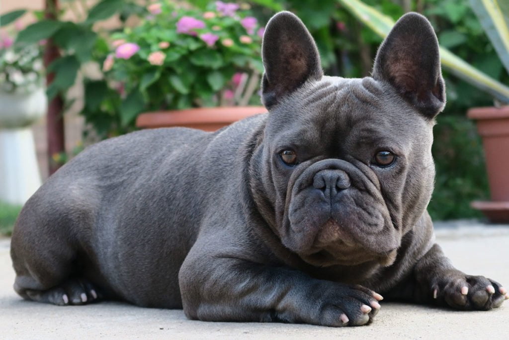 Why your Frenchie reverse sneezes, how to stop it and how to avoid it - TomKings Blog