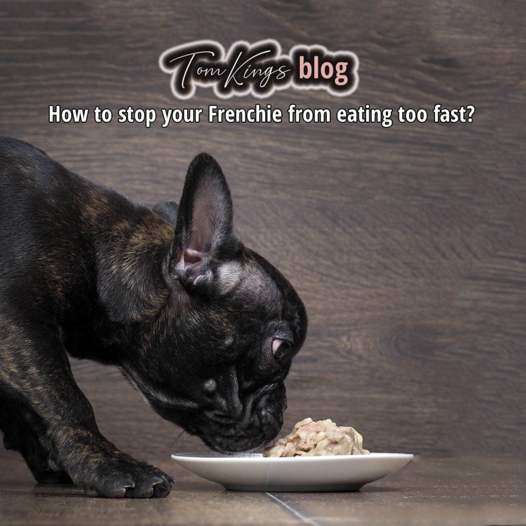 Fast Eating TomKings Puppies blog