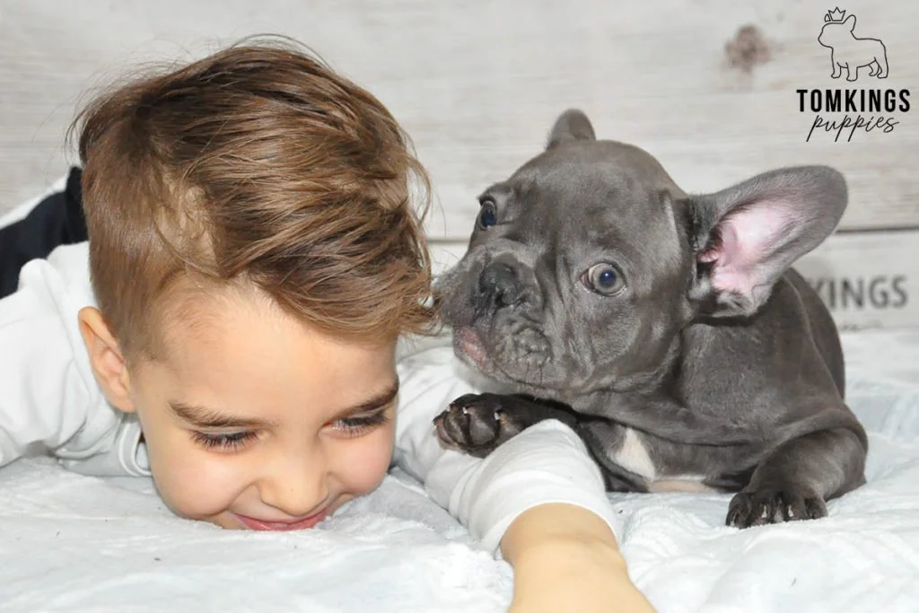 Are French Bulldogs Good With Kids? - TomKings Puppies Blog