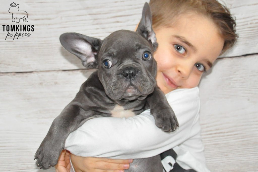 Are French Bulldogs Good With Kids? - TomKings Puppies Blog