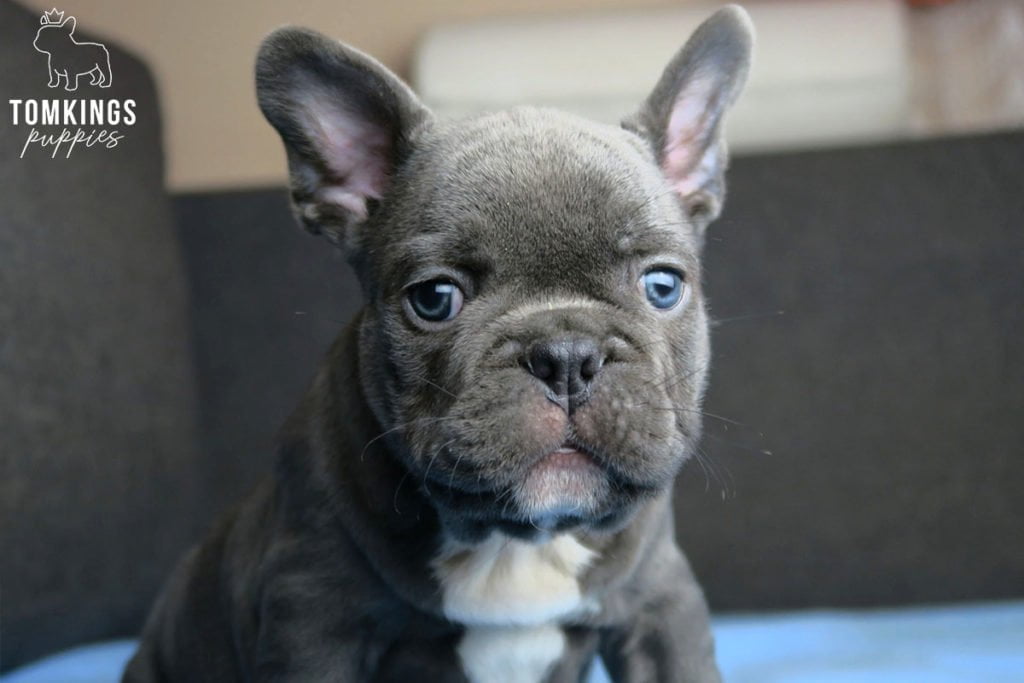 How to stop your Frenchie from eating too fast? - TomKings Blog