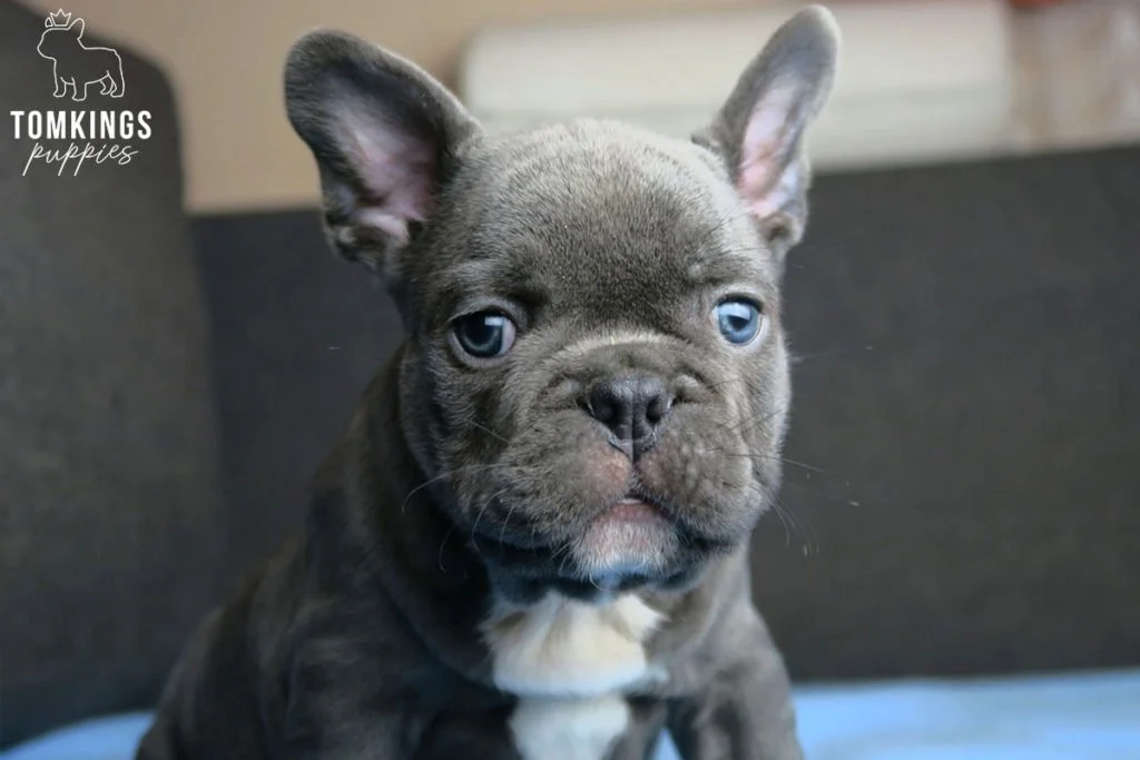 How to stop your Frenchie from eating too fast? - TomKings Blog