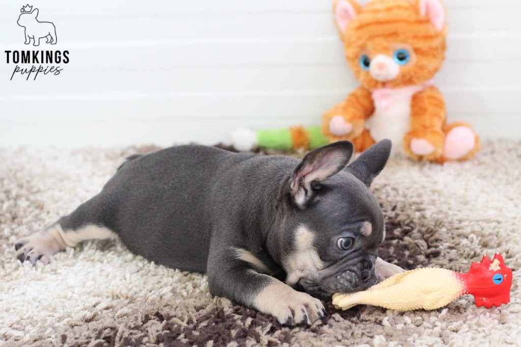 The TomKings Food Policy and the B.A.R.F diet for French Bulldogs - TomKings Blog