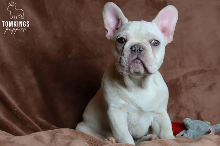 Platinum French bulldog - TomKings Puppies