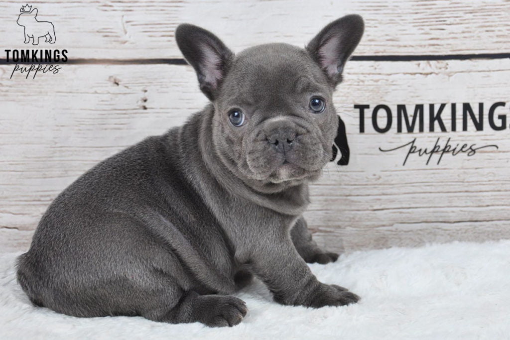 The TomKings Food Policy and the B.A.R.F diet for French Bulldogs - TomKings Blog