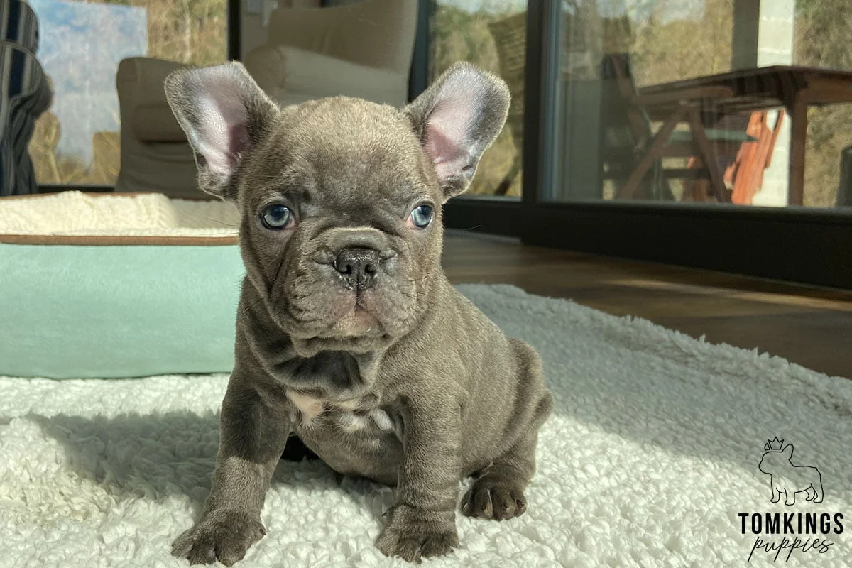 Small Dog Breeds - Ideal for First Time Owners: Guide - TomKings Kennel, image size:1200x800