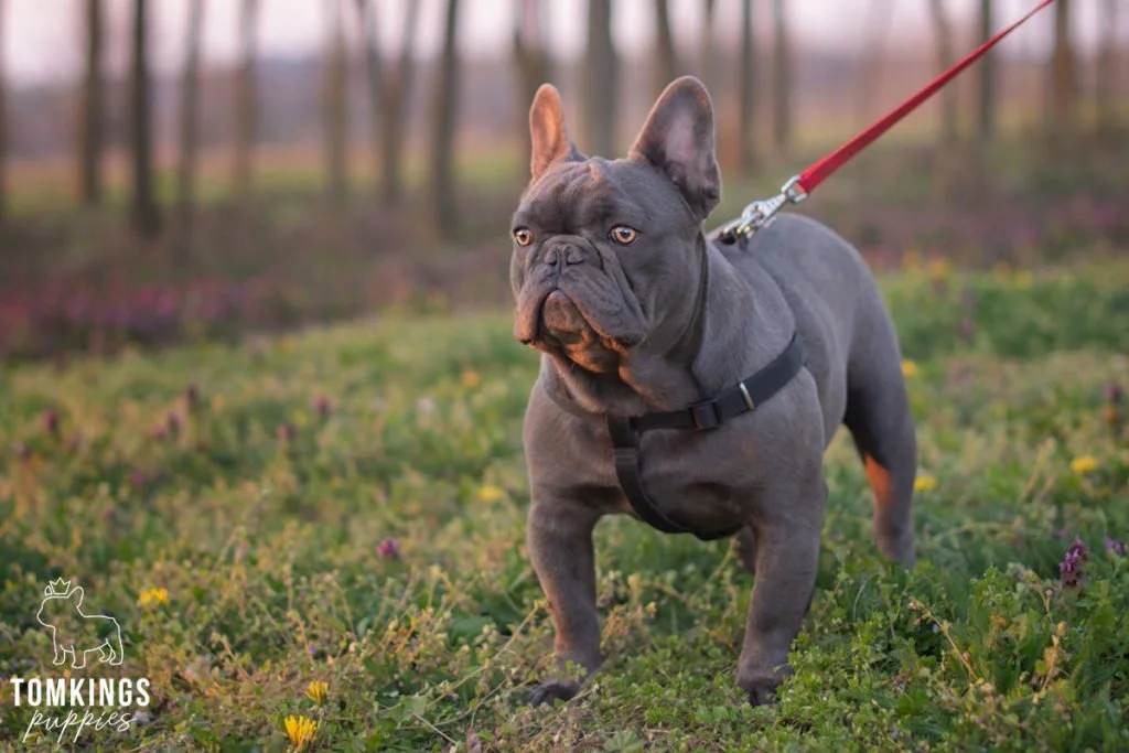 How can you become your Frenchie's pack leader? - TomKings Blog