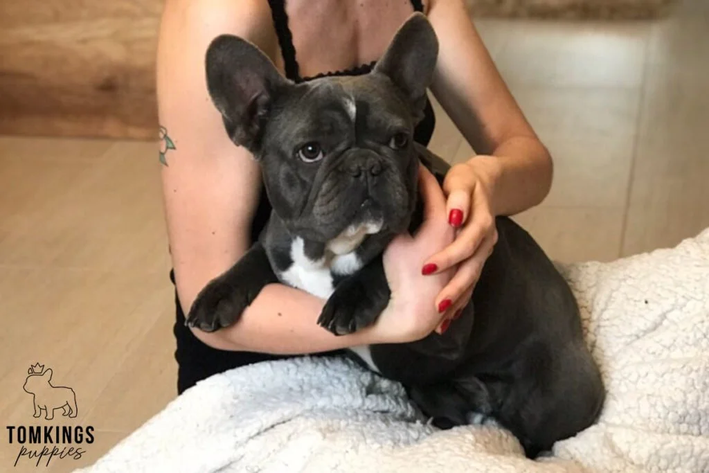 How can you become your Frenchie's pack leader? - TomKings Blog