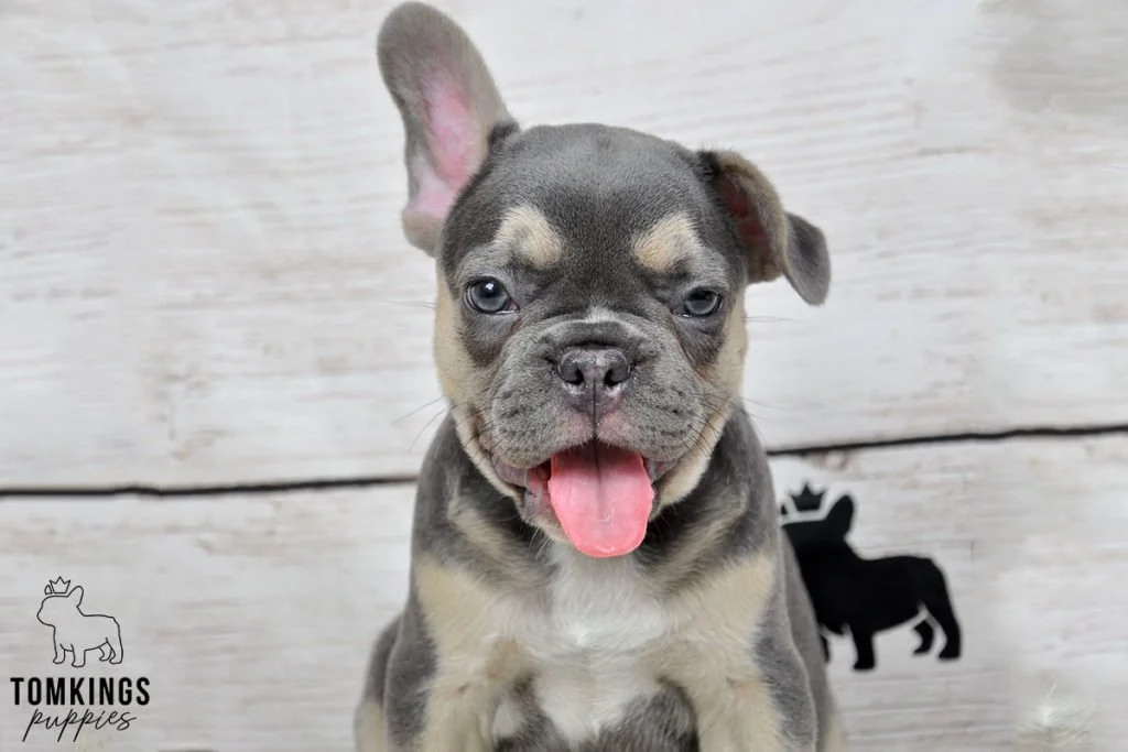 Bert, French bulldog puppy at TomKings