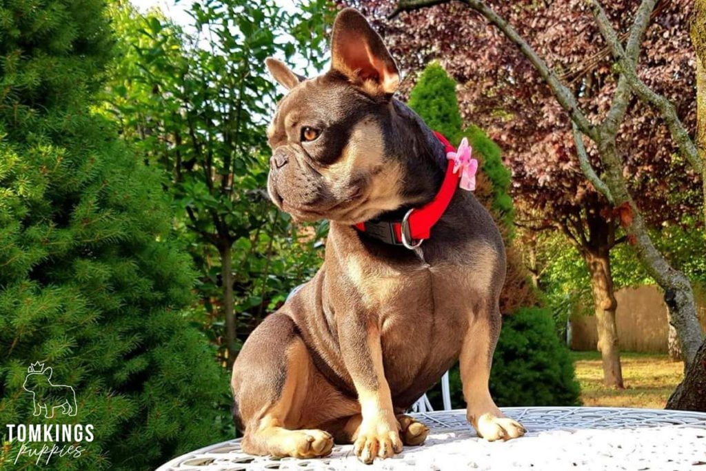 Frenchie Fitness: Dog Nutrition - TomKings Blog