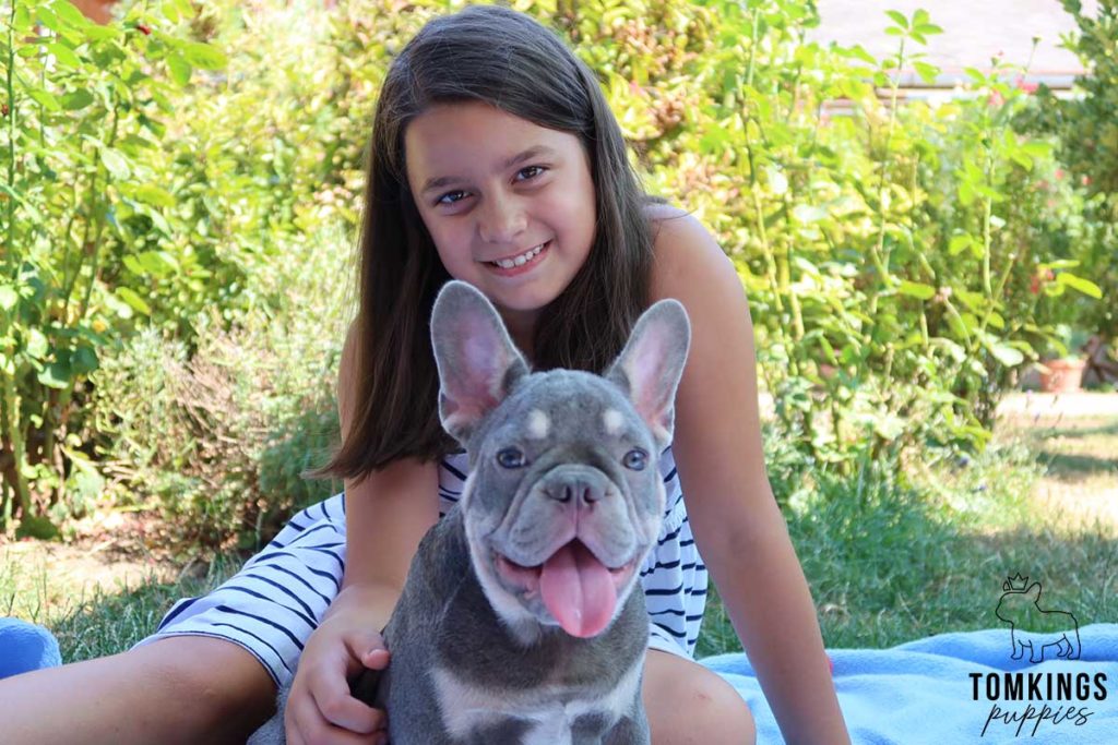 Frenchies and Kids: The Perfect Playmates - TomKings Blog