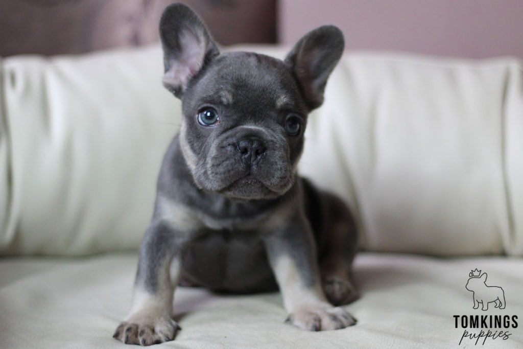 What’s better than a Frenchie? Two Frenchies! - TomKings Blog