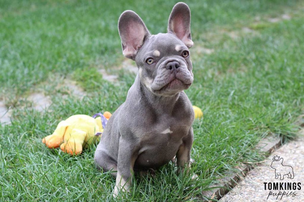 6 things French Bulldogs love to do - TomKings Blog
