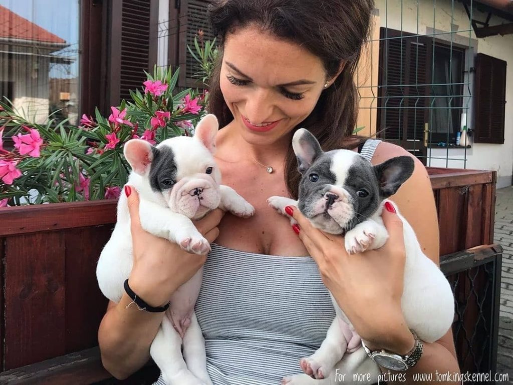 Boy or Girl Frenchie? We help you decide! - TomKings Blog