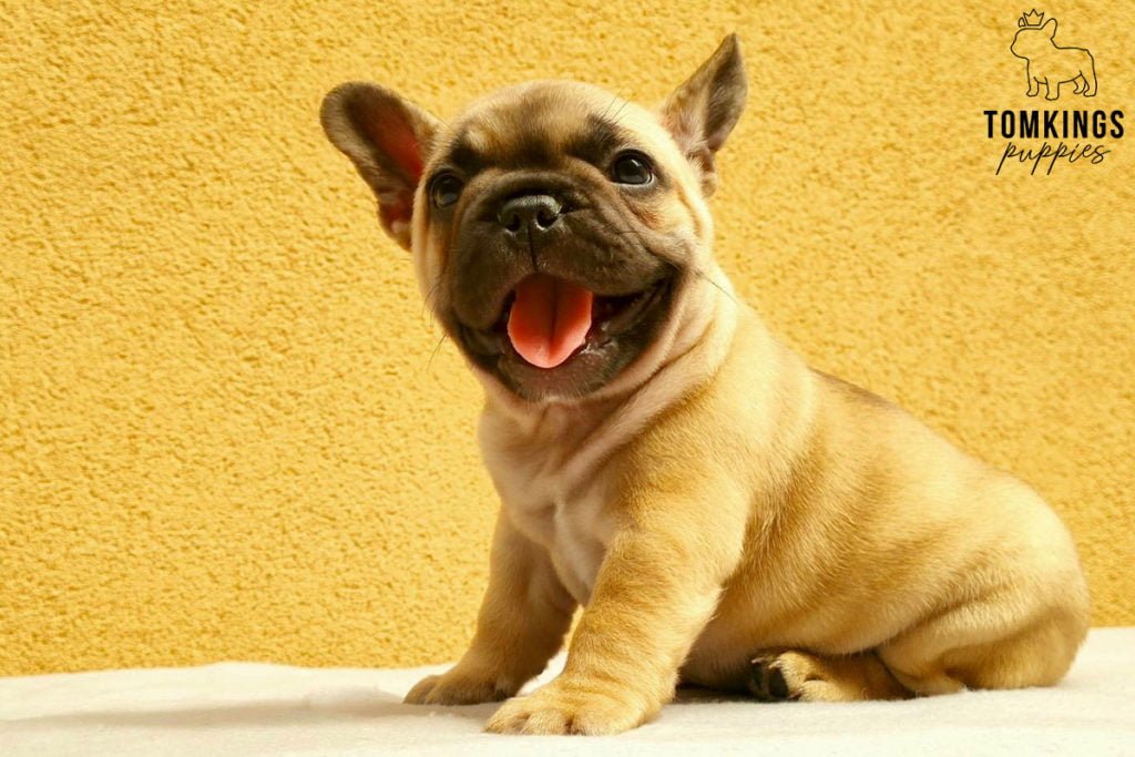 Why adopt a French Bulldog? - [7 good reasons] - TomKings Blog