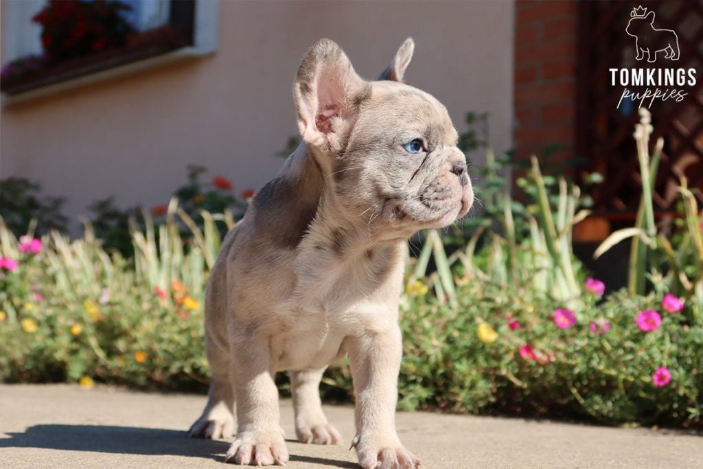 How can you become your Frenchie's pack leader? - TomKings Blog