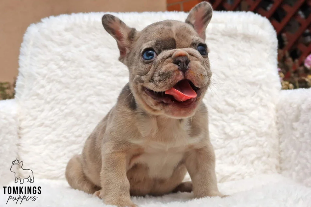 How can you become your Frenchie's pack leader? - TomKings Blog