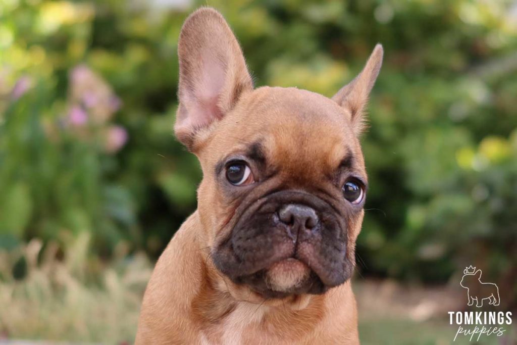 5 reasons why Frenchies are the most ideal breed for big city life - TomKings Blog