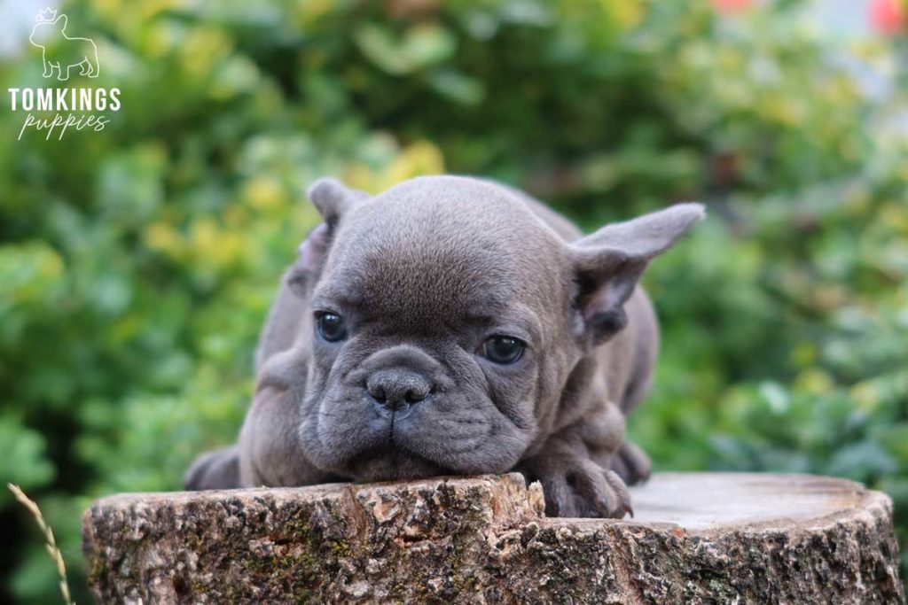 What do you need to know about Frenchie supplements? - TomKings Blog