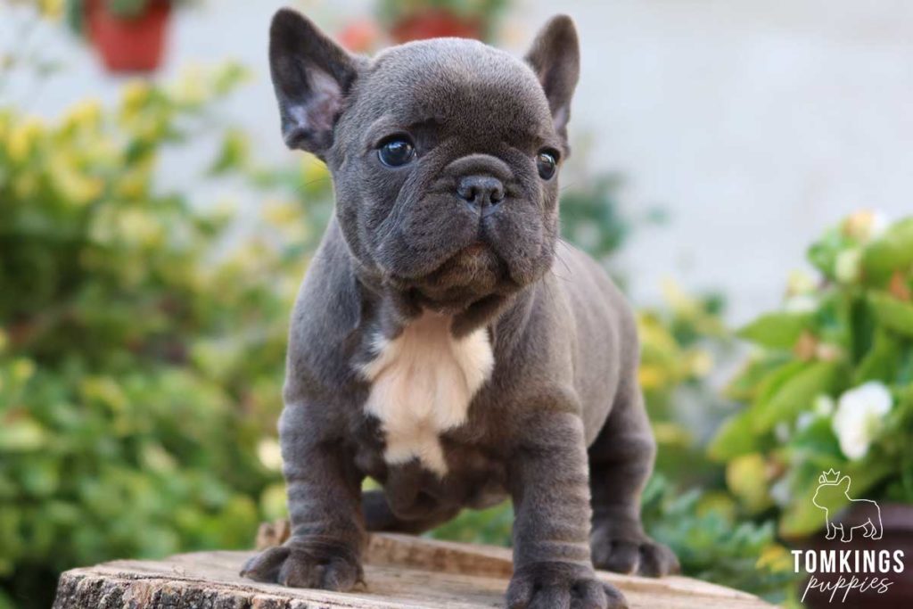 What do you need to know about Frenchie supplements? - TomKings Blog