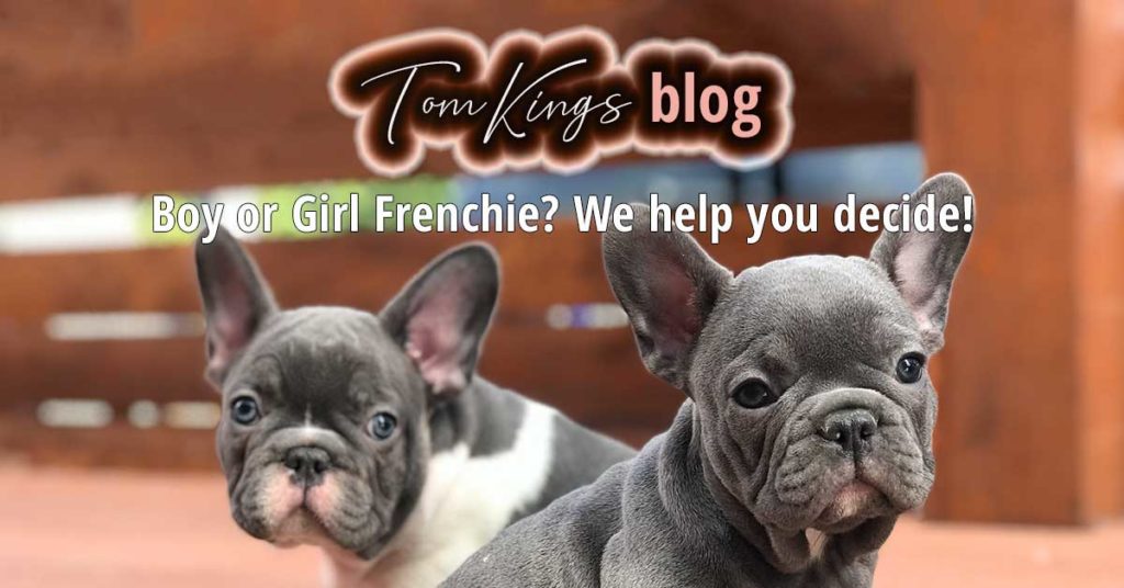 Frenchie, French bulldog puppies - TomKings Kennel