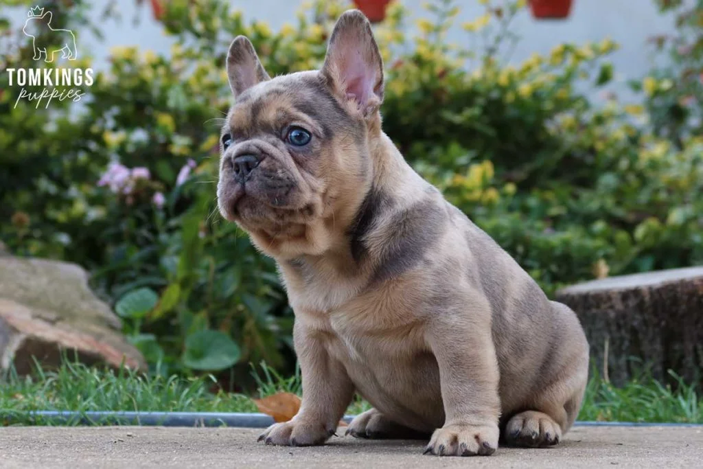 5 reasons why French Bulldogs are the perfect family dogs - TomKings Blog