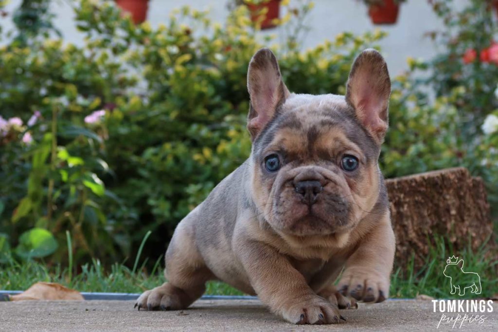 Atticus, available French Bulldog puppy at TomKings Puppies