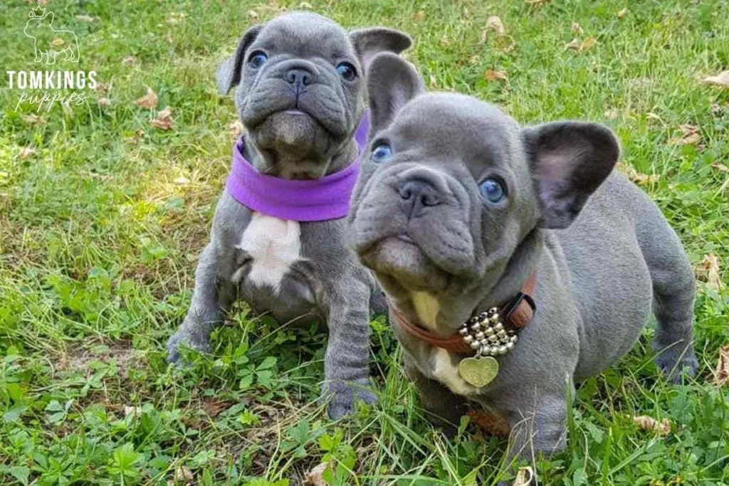  When is the best time to adopt a Frenchie? - TomKings Blog