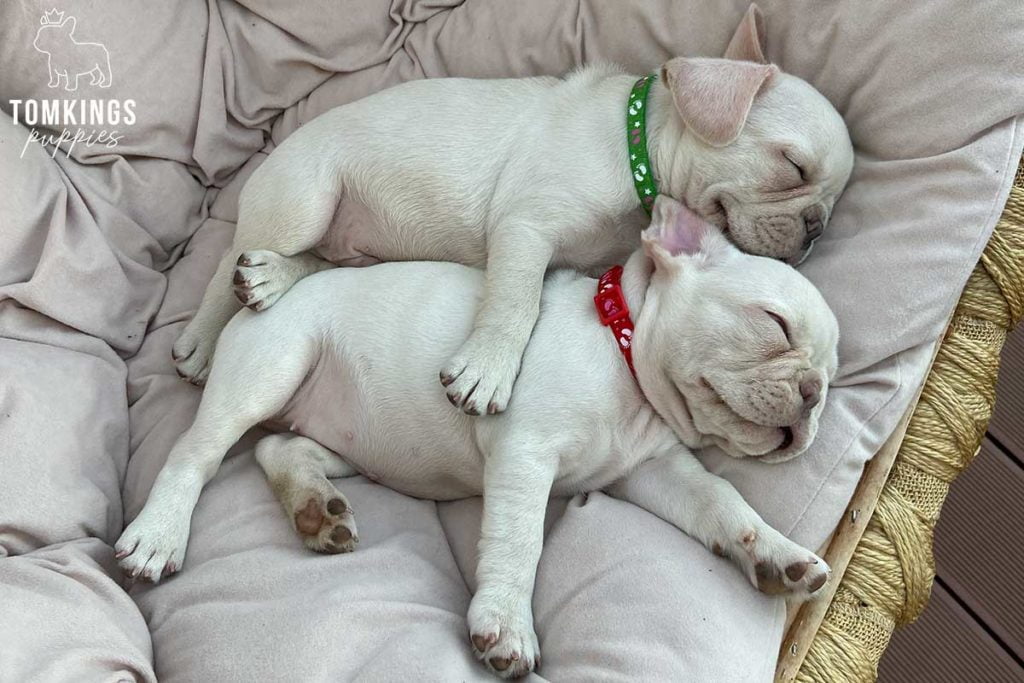 Miss you already! - Separation Anxiety of French Bulldogs - TomKings Blog