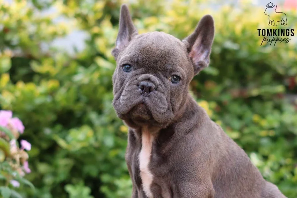  When is the best time to adopt a Frenchie? - TomKings Blog