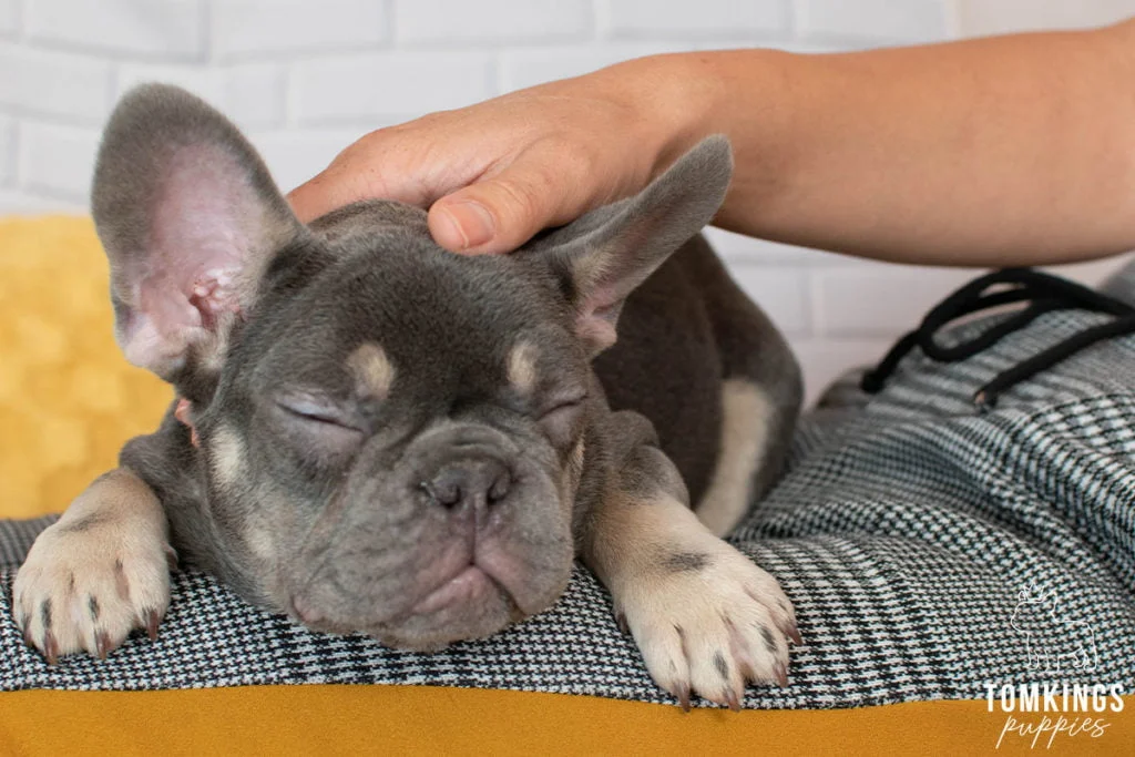 5 reasons why French Bulldogs are the perfect family dogs - TomKings Blog