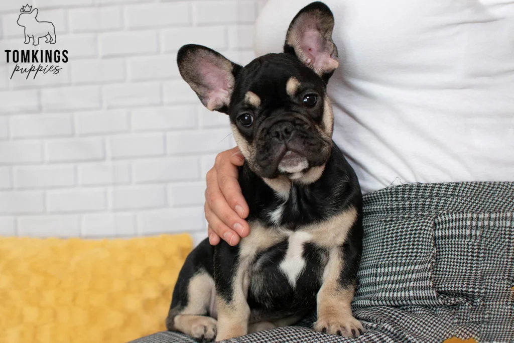  When is the best time to adopt a Frenchie? - TomKings Blog