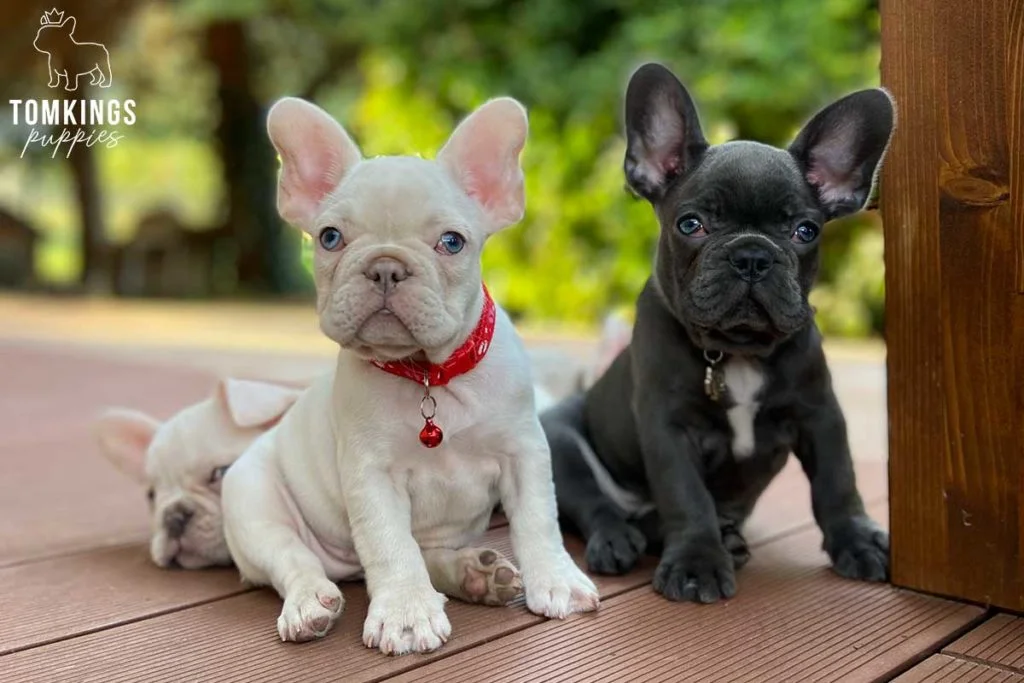 TomKings Blog - Frenchie Separation Anxiety