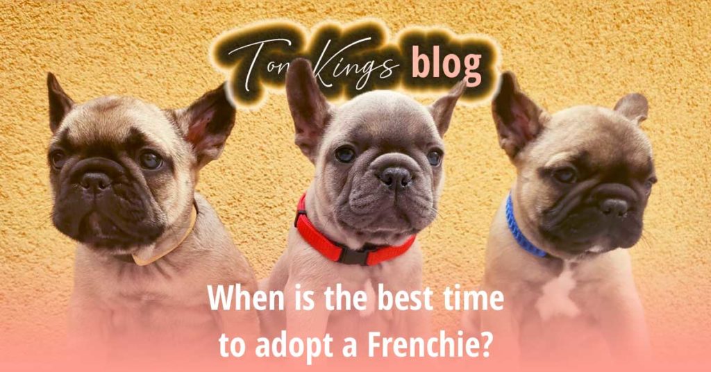 When is the best time to adopt a Frenchie? - TomKings Blog