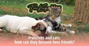 Frenchies and cats: how can they become best friends? - TomKings Blog