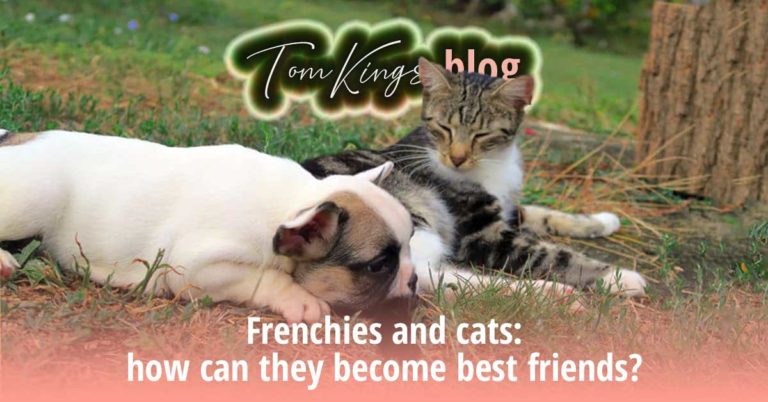 Frenchies and cats: how can they become best friends? - TomKings Blog