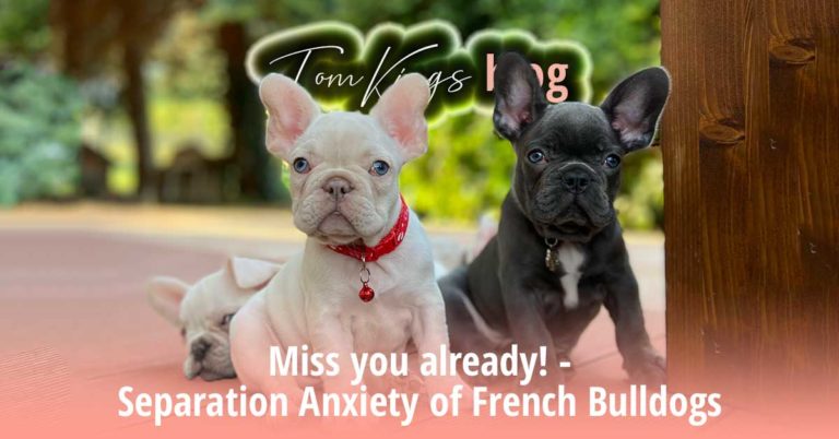 Miss you already! - Separation Anxiety of French Bulldogs - TomKings Blog