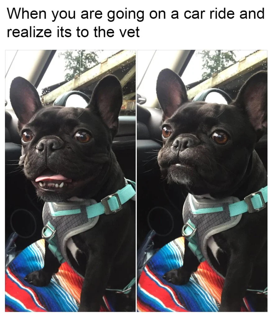 15 Frenchie memes that will make you smile - TomKings Kennel