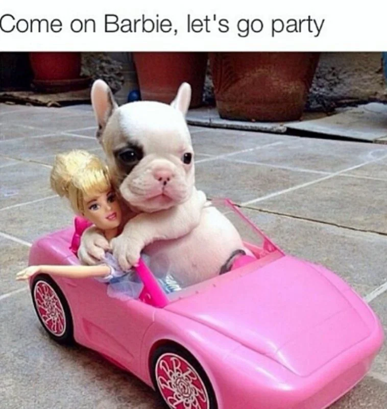 15 Frenchie memes that will make you smile - TomKings Blog