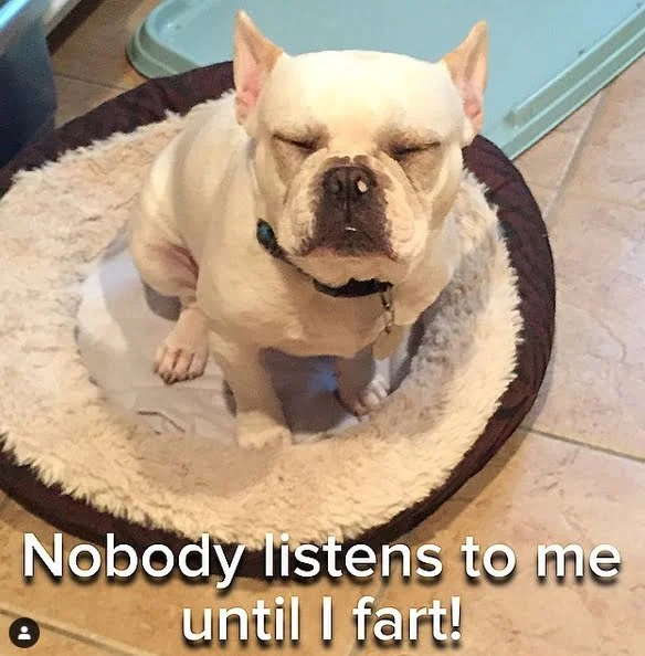 15 Frenchie memes that will make you smile - TomKings Kennel