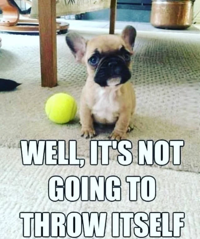 15 Frenchie memes that will make you smile - TomKings Blog