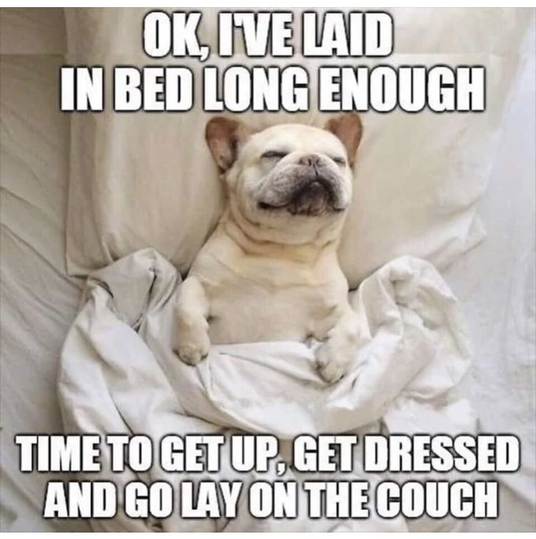 15 Frenchie memes that will make you smile - TomKings Kennel