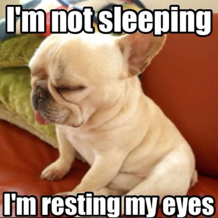 15 Frenchie memes that will make you smile - TomKings Blog