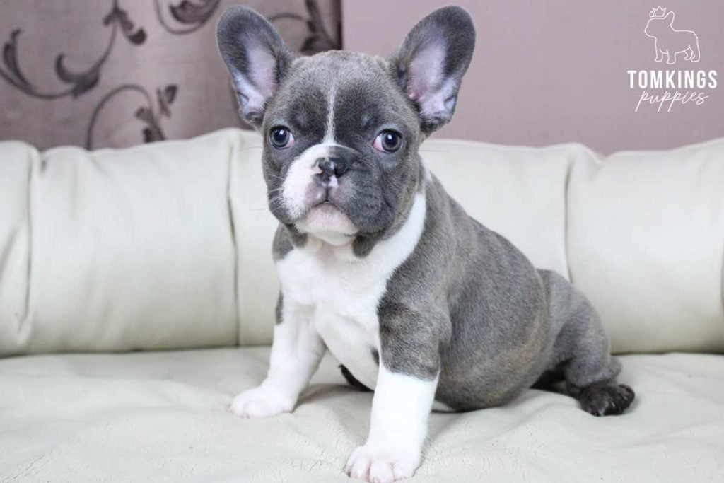 Jaiya, available French Bulldog puppy at TomKings Puppies