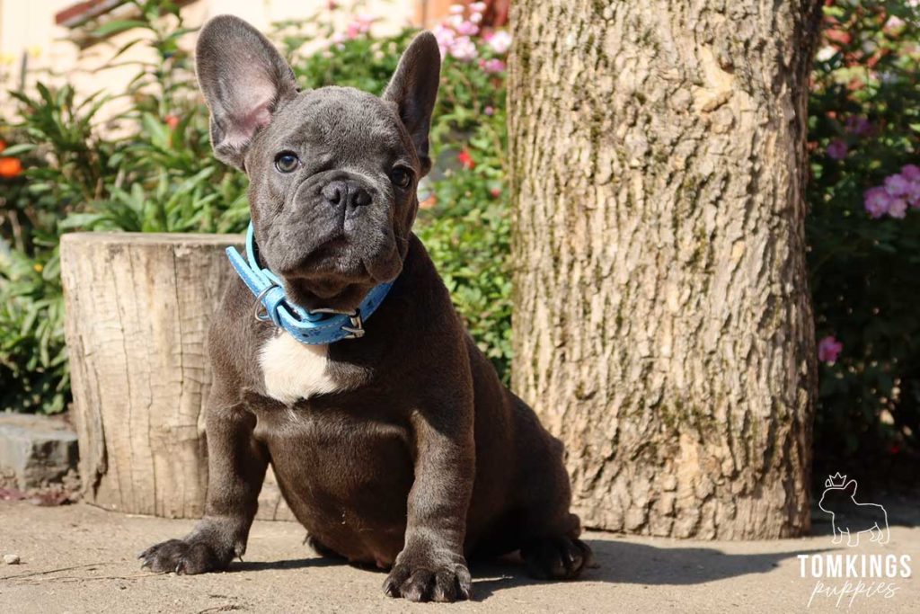 Moses, available French Bulldog puppy at TomKings Puppies