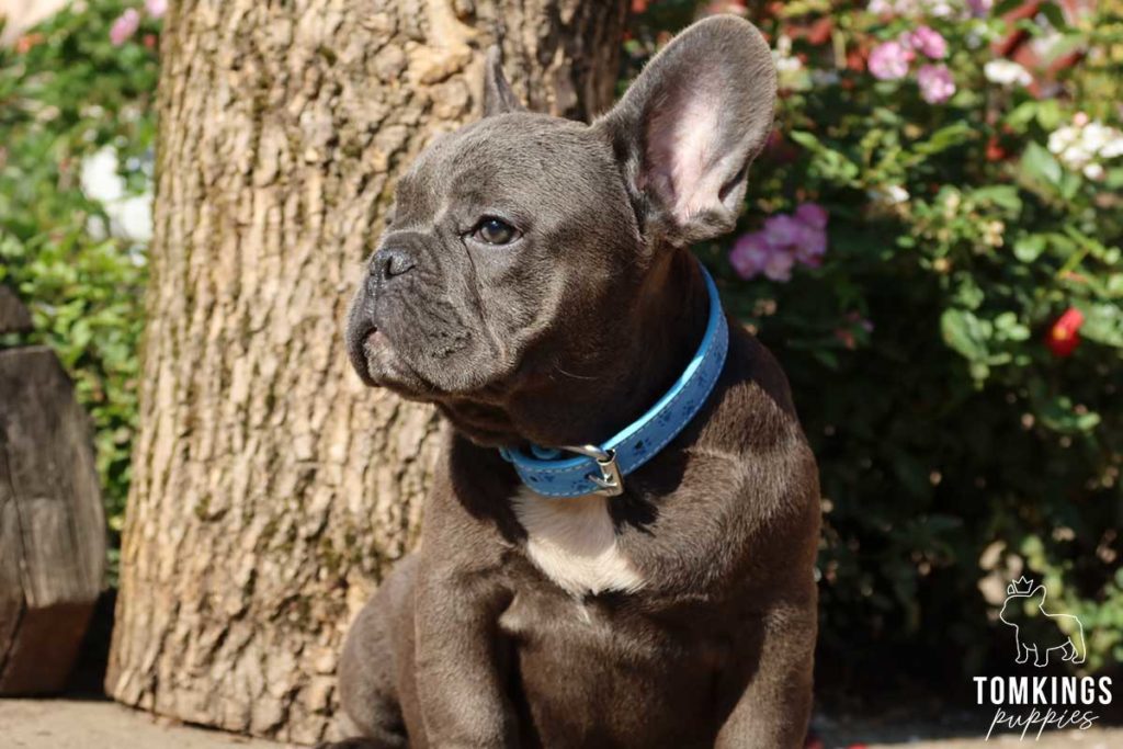 What happens with your Frenchie in their first few weeks - TomKings Blog