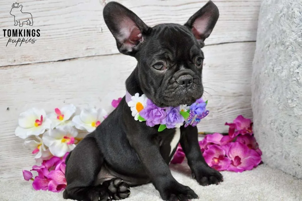 5 reasons why French Bulldogs are the perfect family dogs - TomKings Blog