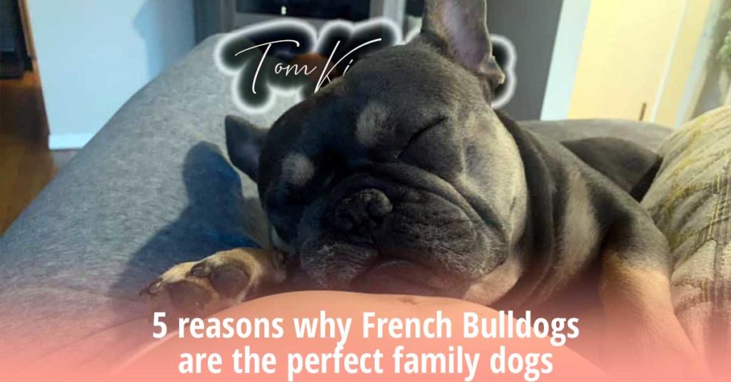 5 reasons why French Bulldogs are the perfect family dogs - TomKings Blog